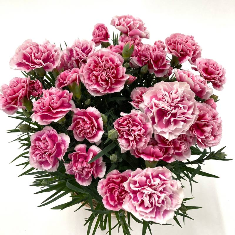 遅れてごめんね カーネーション20本の花束 母の日ギフトの大定番大輪真っ赤なカーネーションのブーケ : Hanakuma Yahoo!店 - 通販 -Yahoo!ショッピング