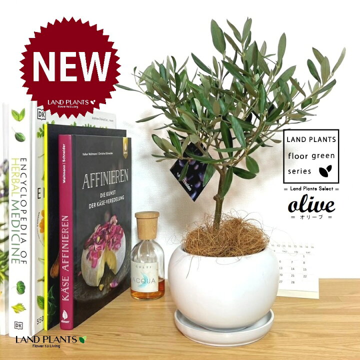 植樹の儀オリーブ 送料無料結婚証明書 名入れ ゲスト参加型 植樹の儀 植樹セレモニー オリーブ植樹 オリーブの樹 記念樹 ウェディング 結婚式ウェルカムスペース 結婚式準備 プレ花嫁 結婚式演出 観葉植物 おしゃれ -makusaku giftshop ギフトモール店