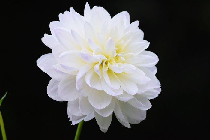 家族愛」の花言葉結婚式や母の日、父の日に贈りたい素敵なお花20選観葉植物・お花の通販 AND PLANTSアンドプランツ