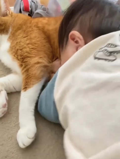 お互いに「なんこれ？😳」, 🤣🤣🤣🤣, ・, ・, 撮影日:5 13,1歳 マンチカン 猫のいる生活マンチカン部子守り猫 赤ちゃんと猫 子どもと猫 👶🏻🐈 おもしろ動画 癒し動画 funycat funy