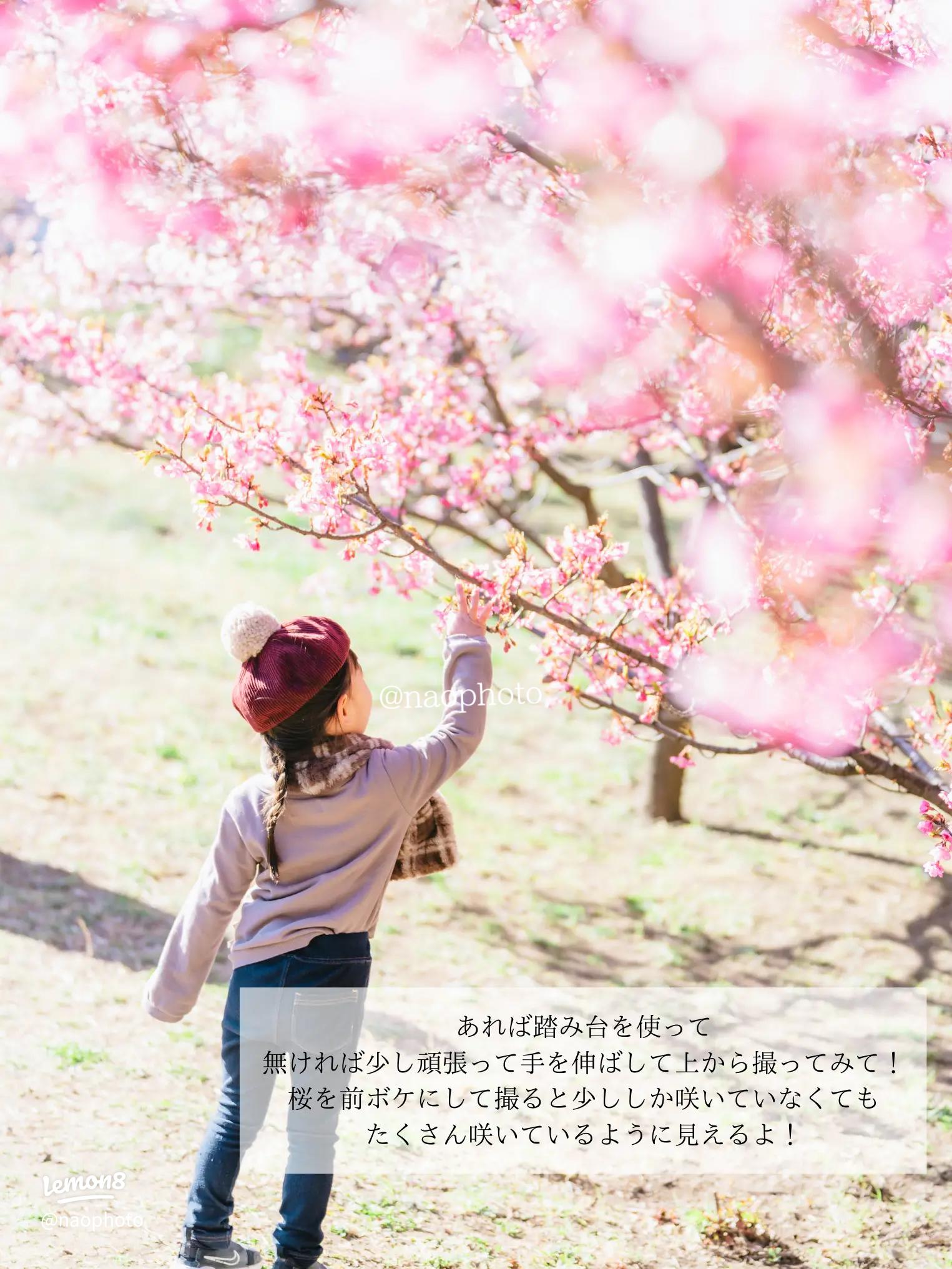 笑顔の子供と桜の写真素材39499596- PIXTA