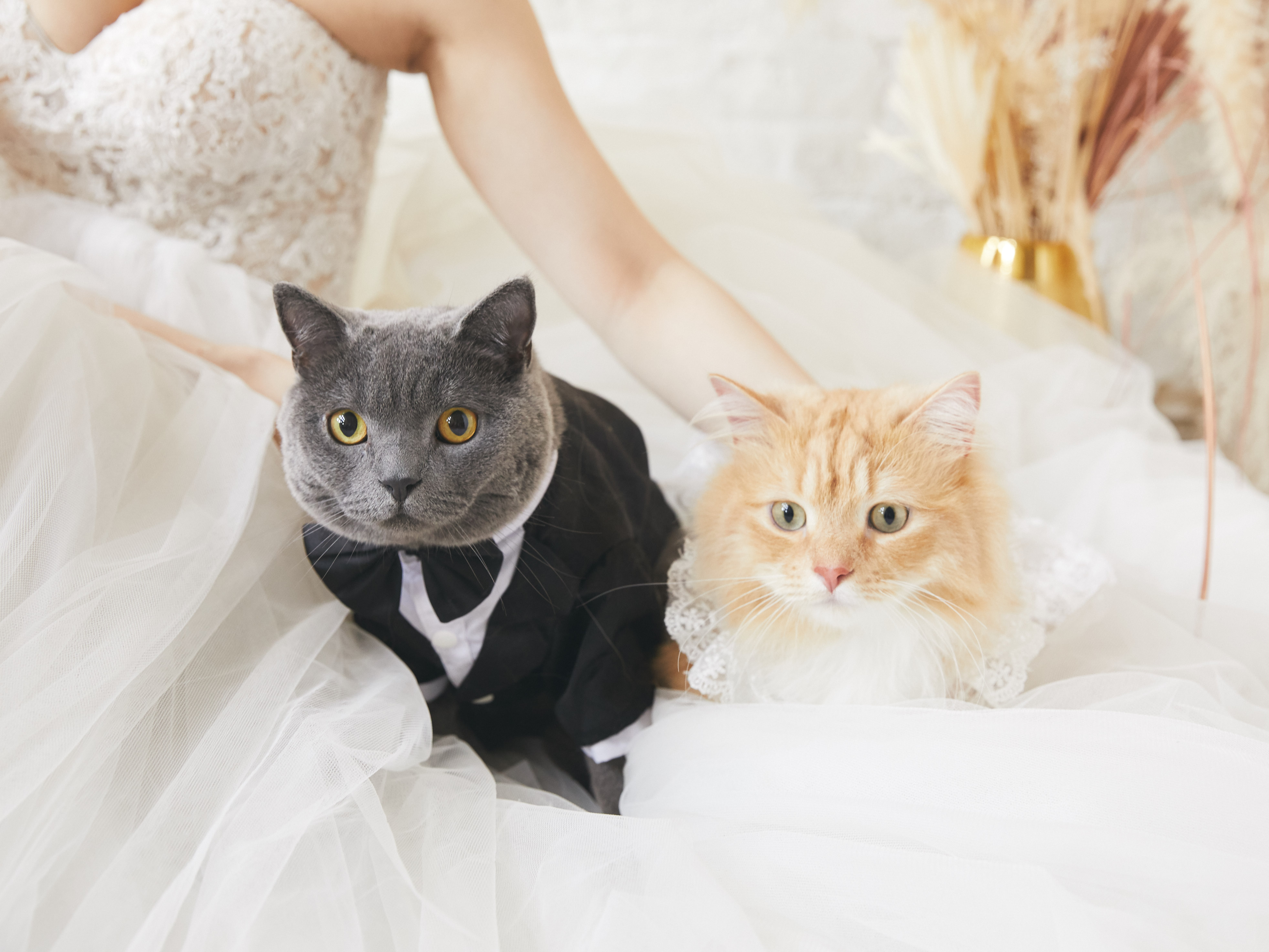 大事な家族の猫ちゃん、うさぎちゃんと一緒に和装撮影。名古屋の前撮り＆フォトウェディング 公式 WEDDING AVENUE