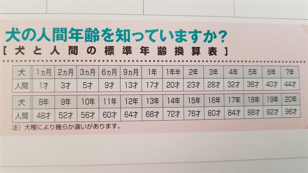 イヌ 小型犬・大型犬 とヒトの年齢 - 江戸川フォトライブラリ