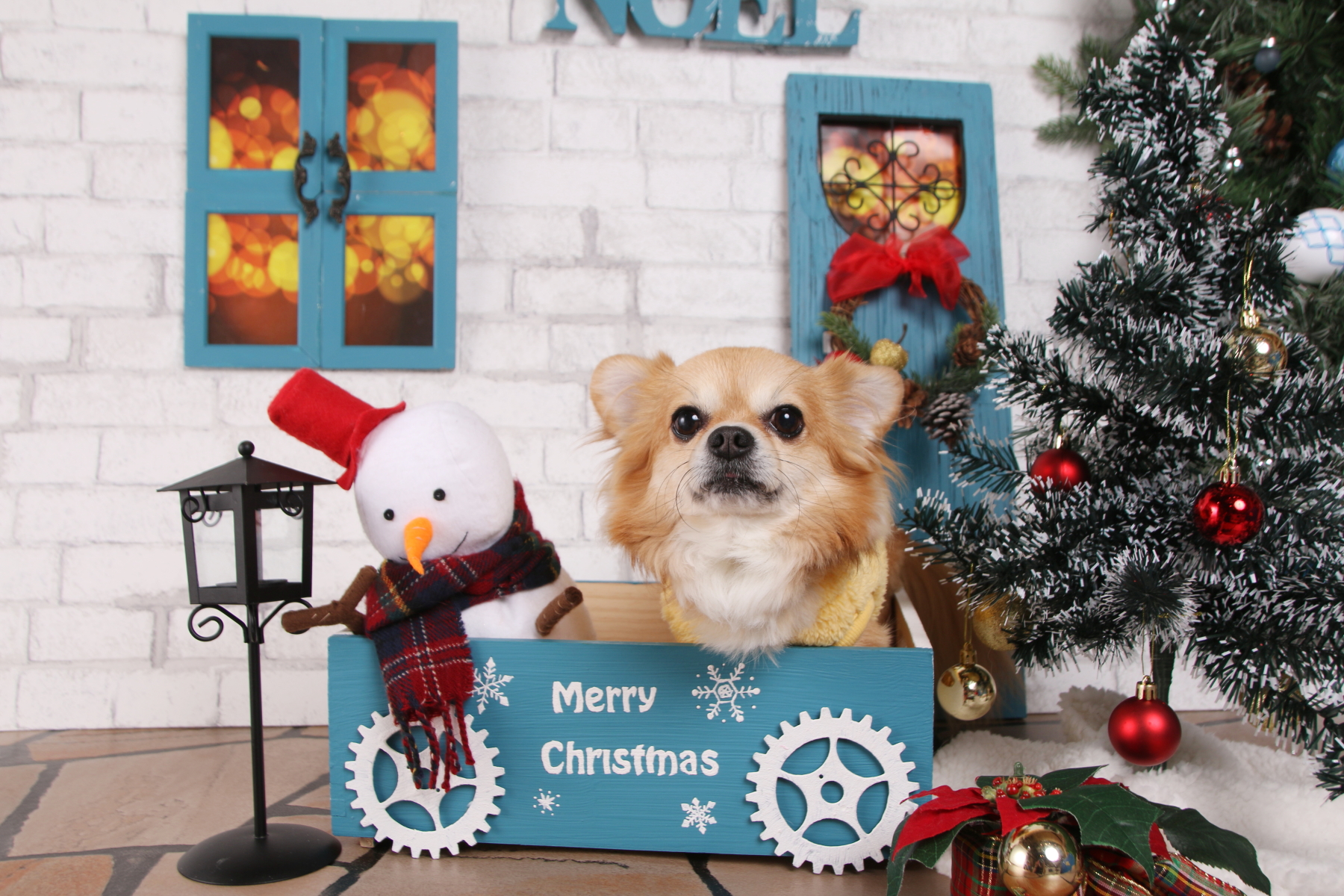 一足お先にメリークリスマス！わんちゃんたちのクリスマスフォトブース撮影マルワンBLOGペットショップ マルワン 小さめ子犬 美形な子猫初心者安心のサポート