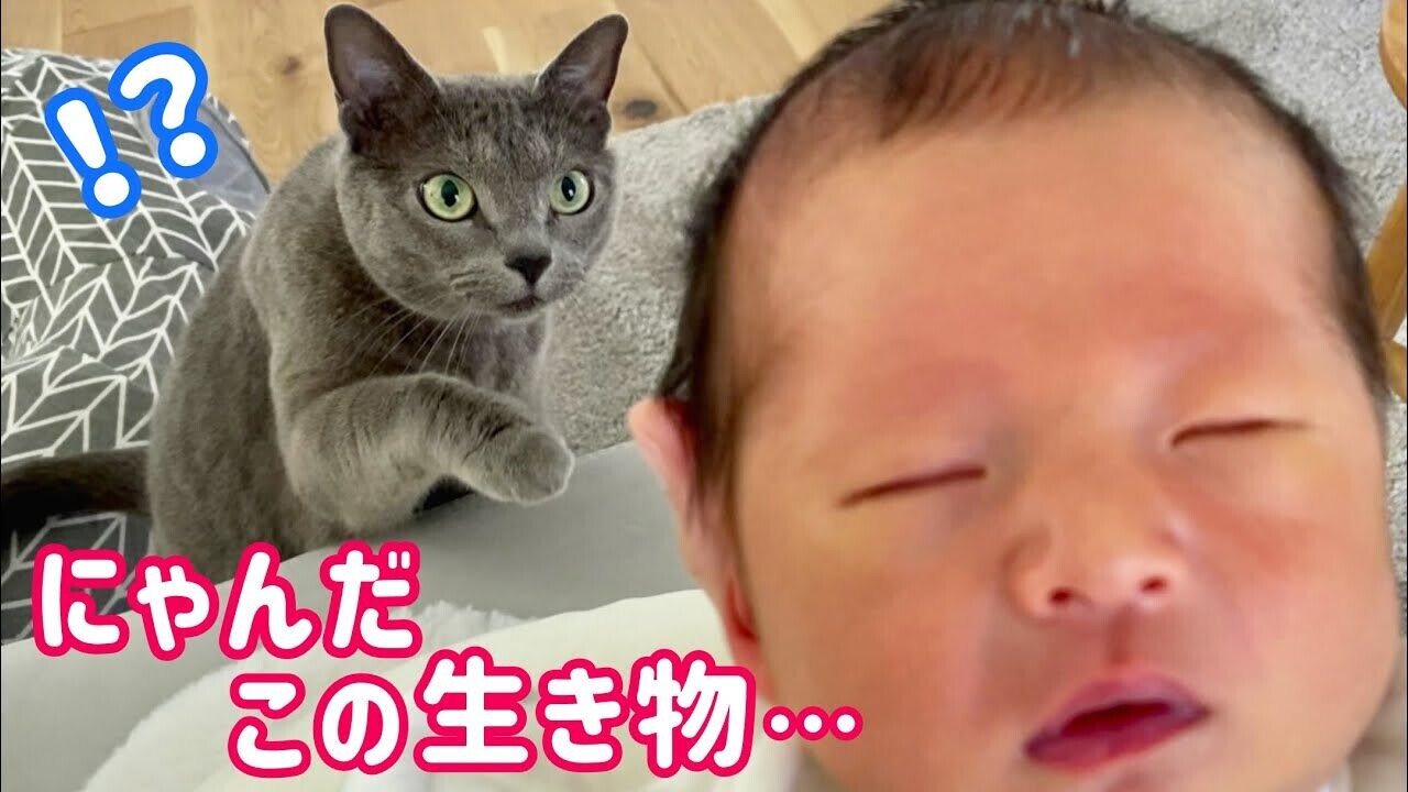 あやしの天才? 0才児を優雅にあやすラグドール猫の子守術に反響「て天才的すぎる!!!」「なんて素敵な世界」 最新ニュースeltha エルザ