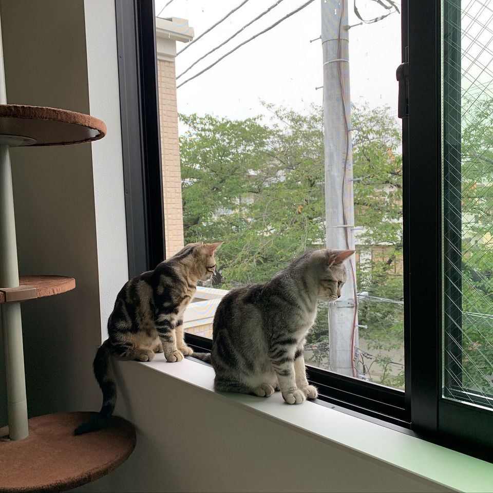 シムズ4 HSY☆君の成績を上げたい 2～ブラーシュ！メシャルーブ！～ プレイ日記- togomama シムズ4プレイ日記