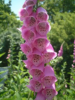 6月の誕生花 誕生日の花と花言葉の一覧 – &YOUKAENアンドユーカエン