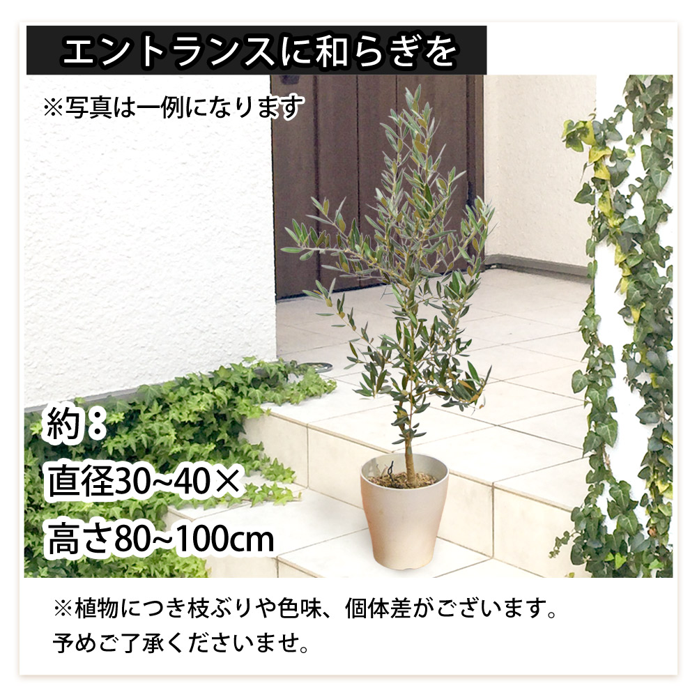 オリーブの木 オリーブ ６号鉢 オリーブ農園 鶴亀園さんの香川オリーブ 観葉植物 鉢植え 引越し祝い 新築祝い おしゃれ 友人 誕生日 プレゼント男性 女性 お祝い 結婚祝い 結婚記念日 開店祝い 開業 周年祝い お誕生日 ギフト 敬老の日