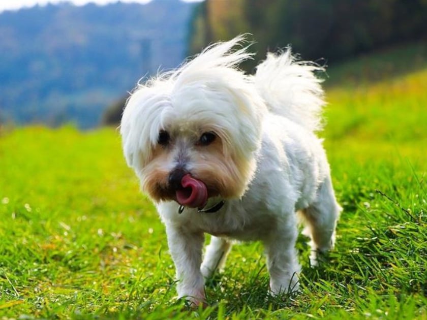 わんだふるぷりきゅあ！』第44話「たくさんの幸せ」、18歳になった犬のフクのお祝いをしよう - アニメ - ニュース クランクイン