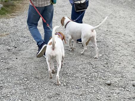 犬に「友達」は必要なの? 犬見知りなコへのアドバイスとは いぬのきもちWEB MAGAZINE
