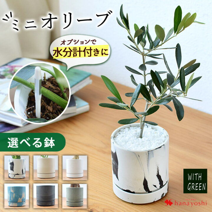 楽天市場 結婚式 オリーブの木の通販