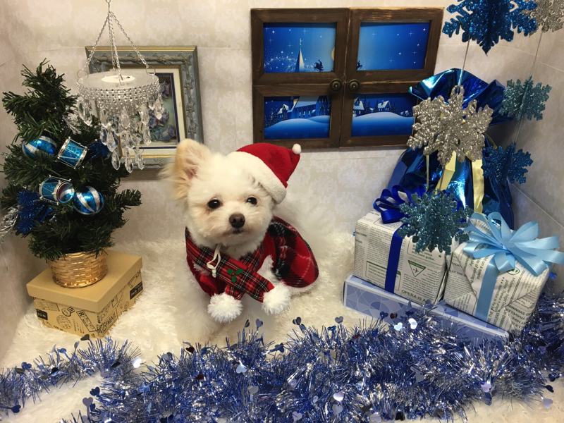 一足お先にメリークリスマス！わんちゃんたちのクリスマスフォトブース撮影マルワンBLOGペットショップ マルワン 小さめ子犬 美形な子猫初心者安心のサポート