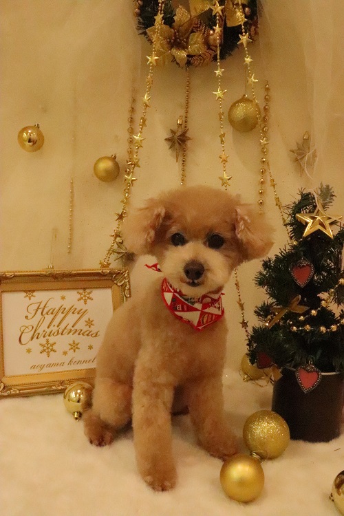 nakku Christmas photo booth