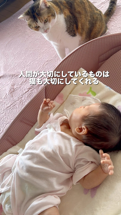 猫と人間の赤ちゃんの生活！衛生面と猫のストレスに気をつけよう - CHERIEE あにまるマガジン