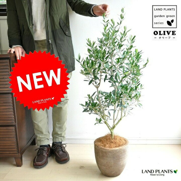 オリーブの木 オリーブ 6号鉢 オリーブ農園 鶴亀園さんの香川オリーブ 観葉植物 鉢植え 引越し祝い 新築祝い おしゃれ 友人 誕生日 プレゼント男性 女性 お祝い 結婚祝い 結婚記念日 開店祝い 開業 周年祝い お誕生日 ギフト - 通販家具とインテリアの通販 RoomClip
