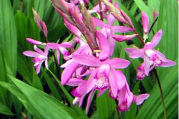 シランの花言葉とは？由来や贈り物のシーン、体験談を徹底紹介！ – 東京寿園