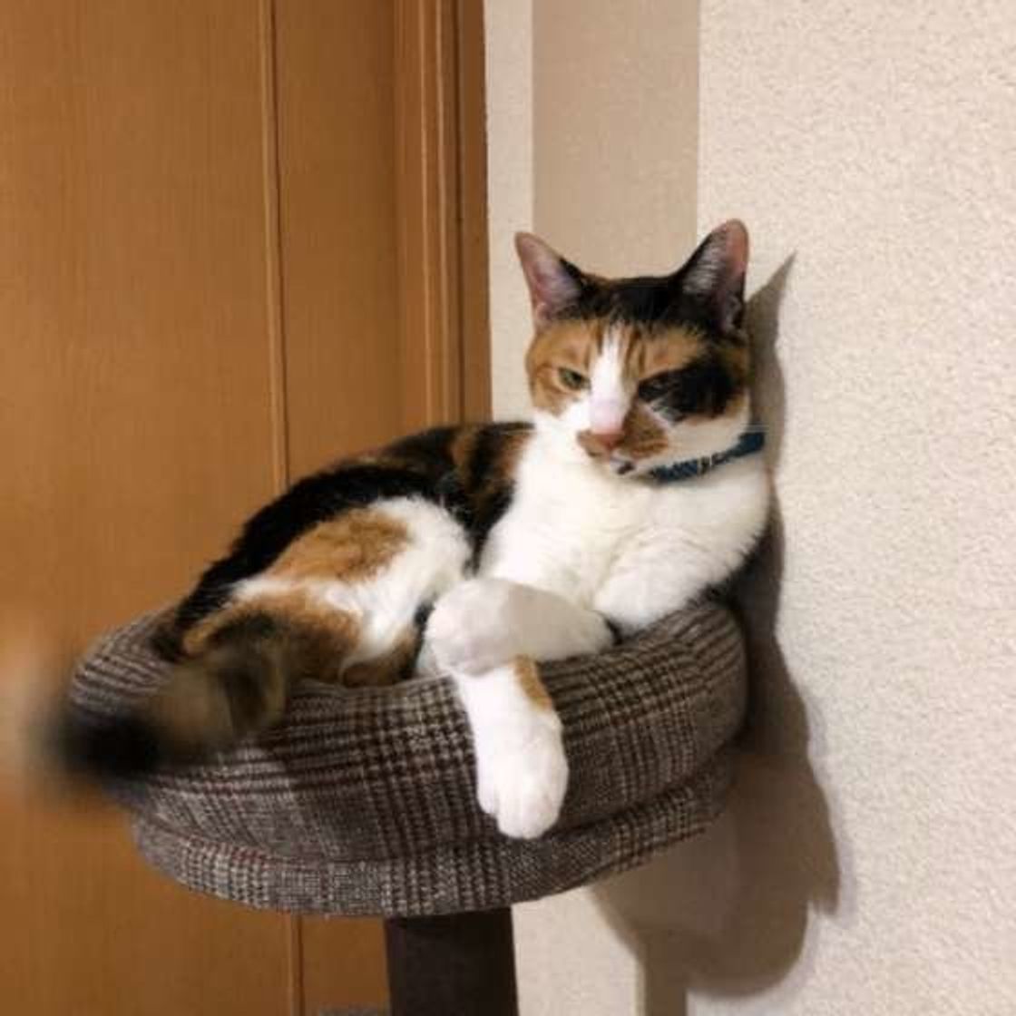 猫と新生児って同居可能？注意すべき点と同居のポイントを解説mofmo