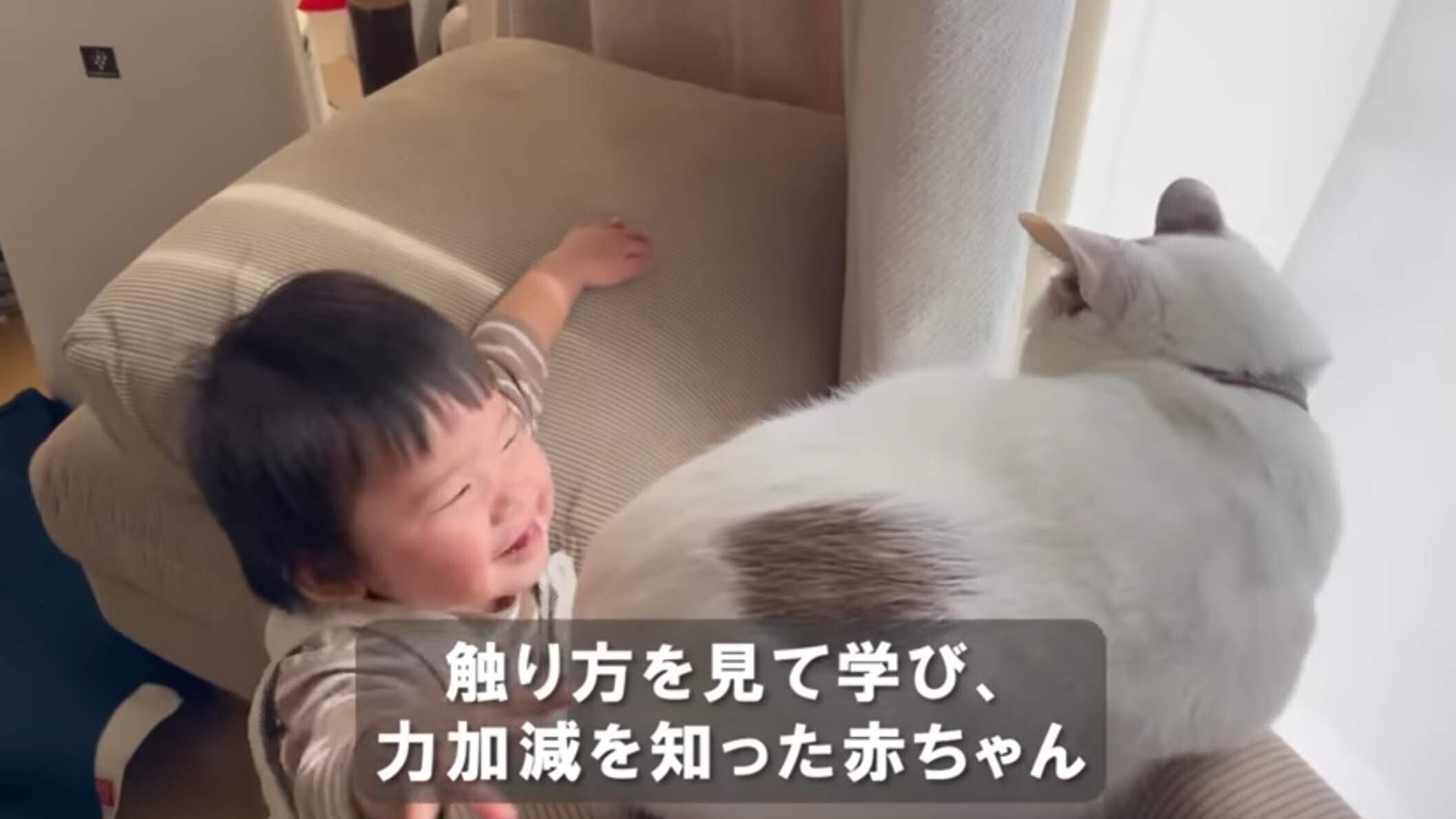 猫と赤ちゃんが家の中で一緒に生活するには？3つ解決したい疑問猫All About
