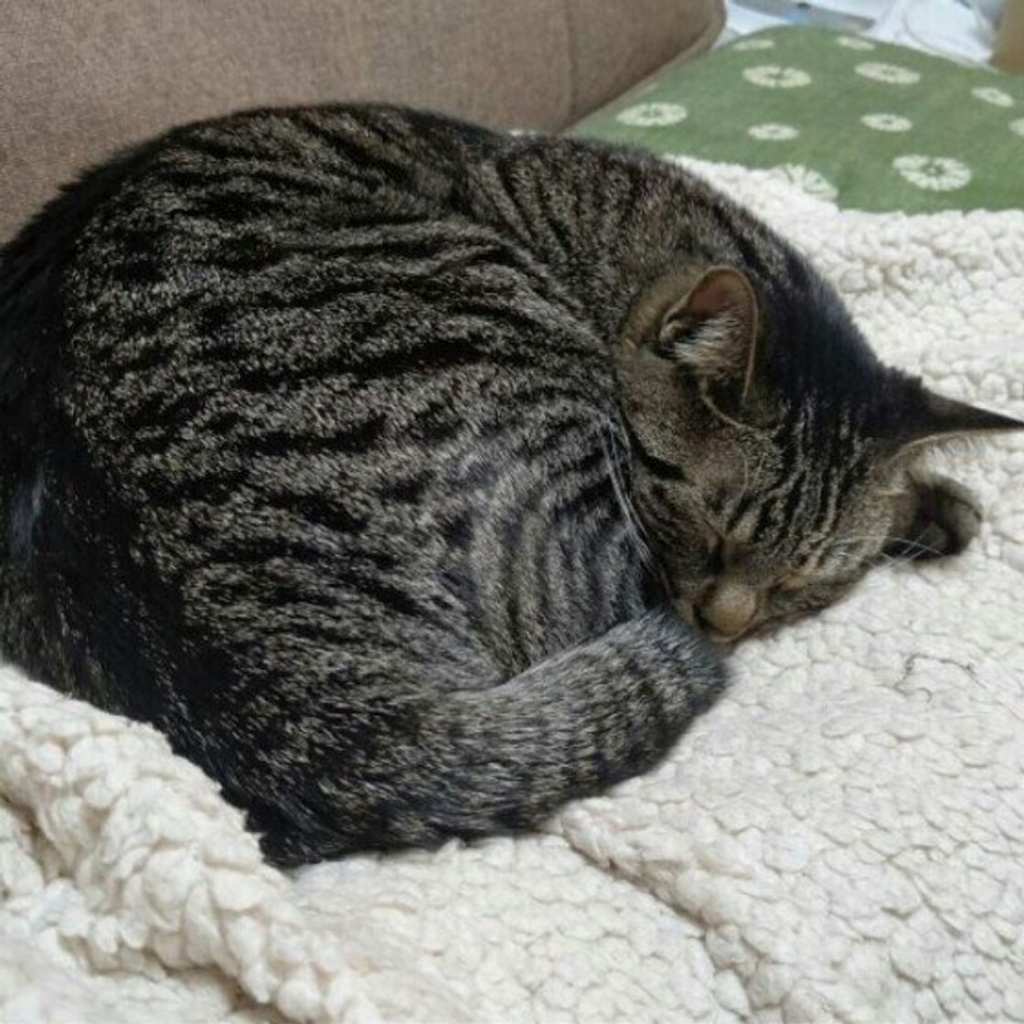 めっちゃ可愛いけど・しんど！ 汗 服の中に入ってくる２歳児に抱く相反する想いにょろ。の育児日記ママ広場 ままひろば 子育て情報メディア