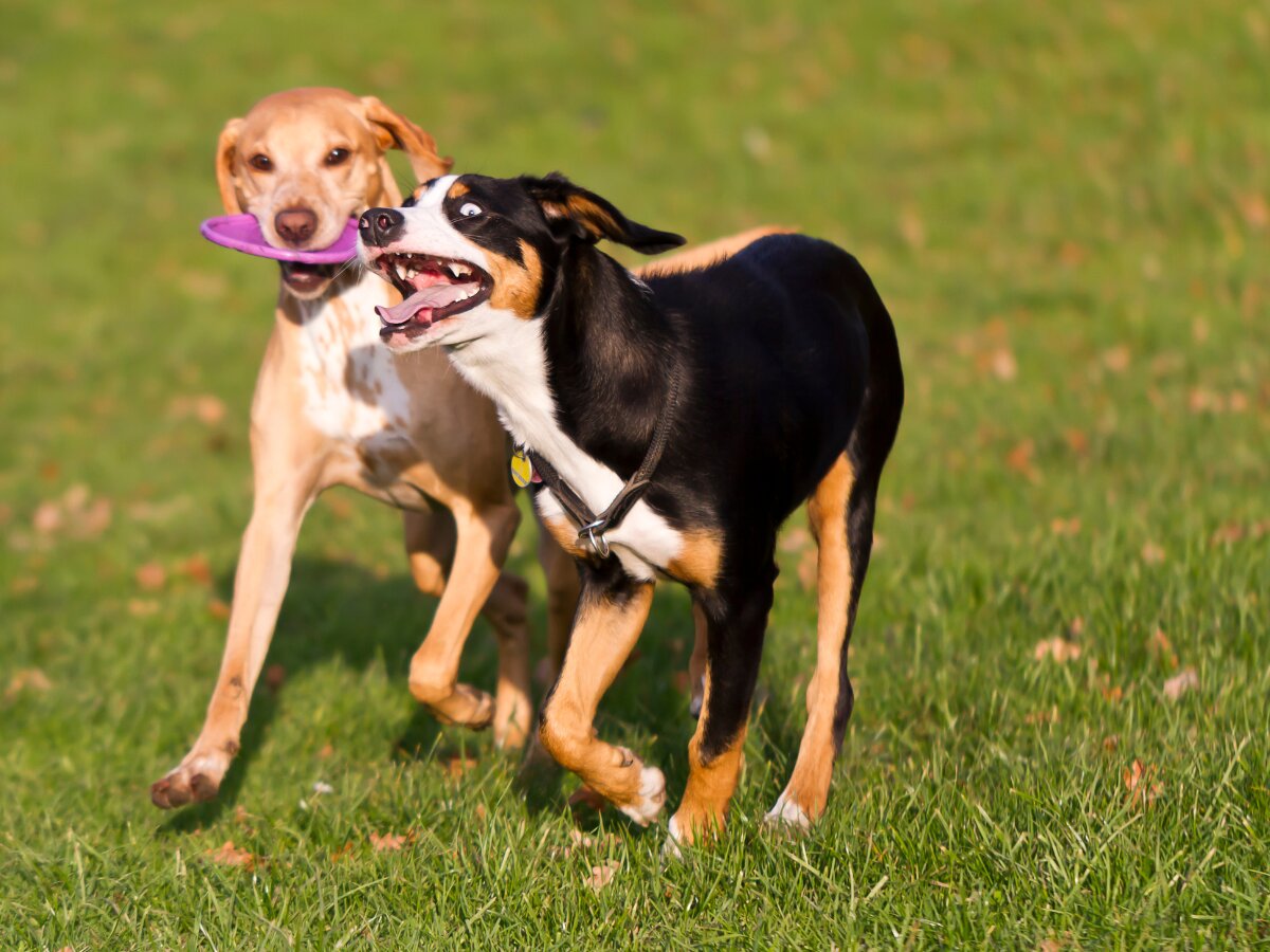 犬友達っていいもんだ♪いい部屋ペットいい部屋ネット 公式