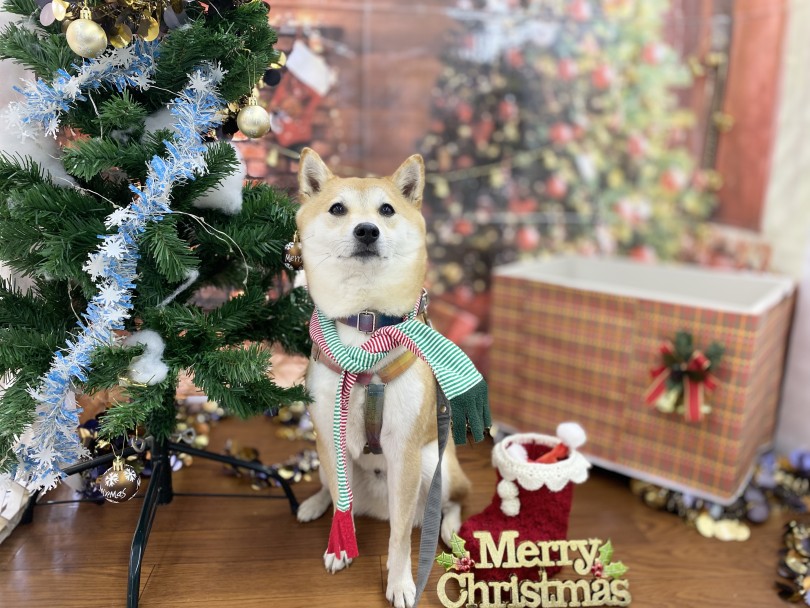 クリスマスフォト好評のフォトブースで思い出つくり！！マルワンBLOGペットショップ マルワン 小さめ子犬 美形な子猫初心者安心のサポート