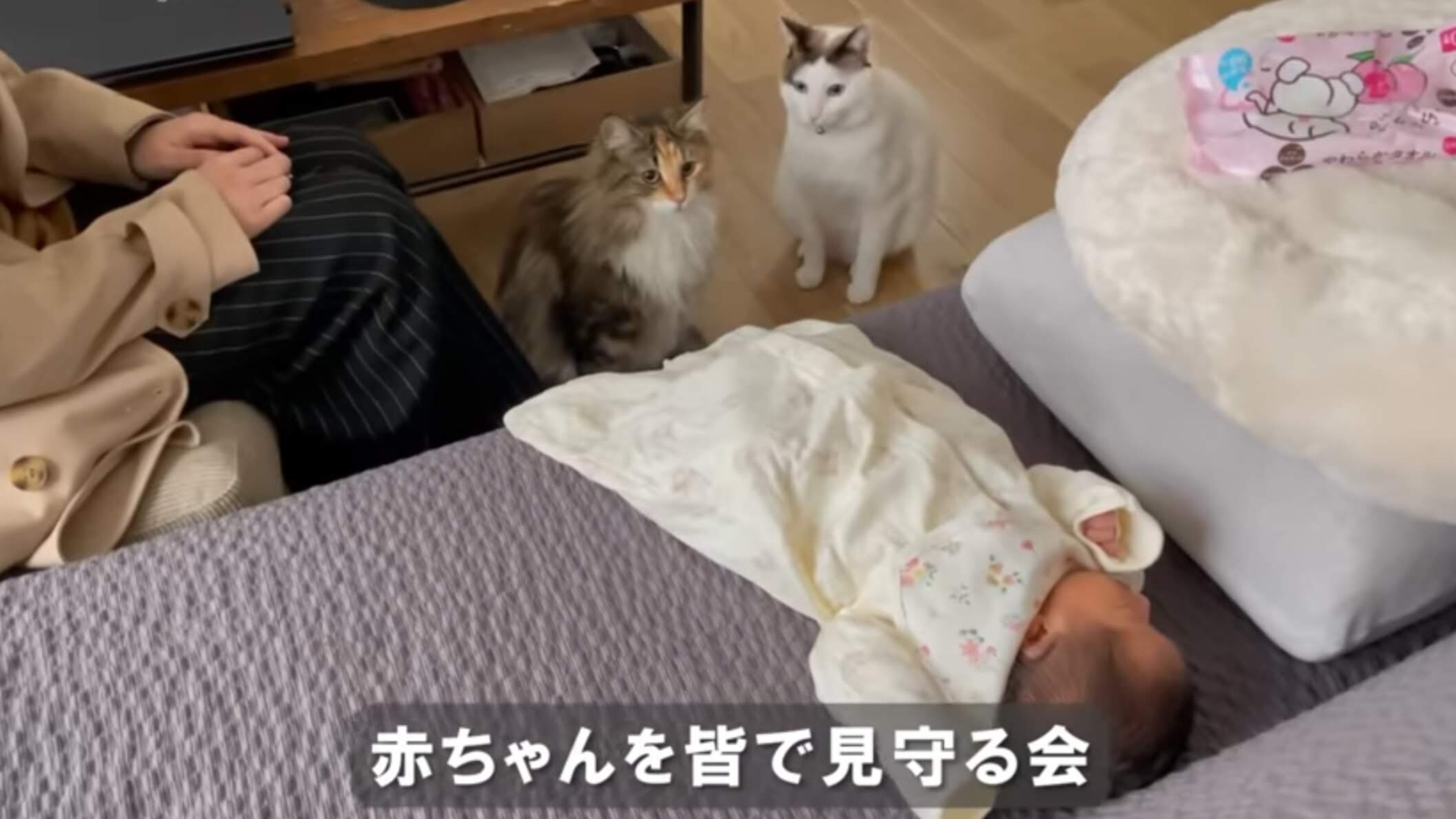 においチェック係も登場！4匹の愛猫たちに初めて“生後間もない赤ちゃん“をお披露目したら ？ねこナビ
