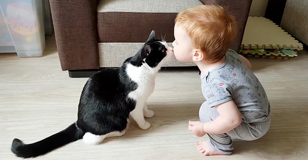 生まれて間もない赤ちゃん猫を拾ったら子猫の育て方ねこと、もっと。-ユニ・チャーム