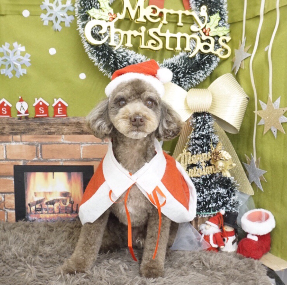 素敵すぎるクリスマス撮影ブース⭐︎マルプーつぶちゃんdiary⭐︎