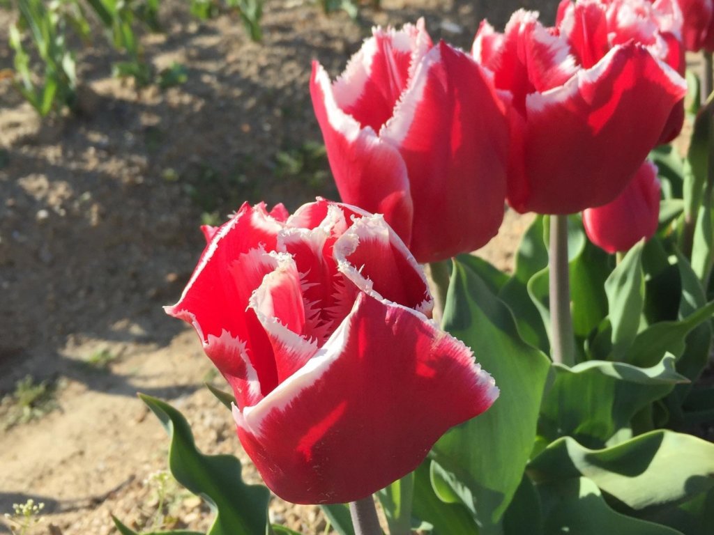 片思いの花言葉をまとめて紹介！切ない思いを伝える花