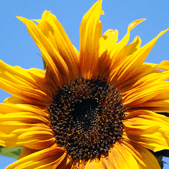 ついつい遅れた時でも使える!英語の誕生日メッセージ例文集 – YOLO-ヨロ