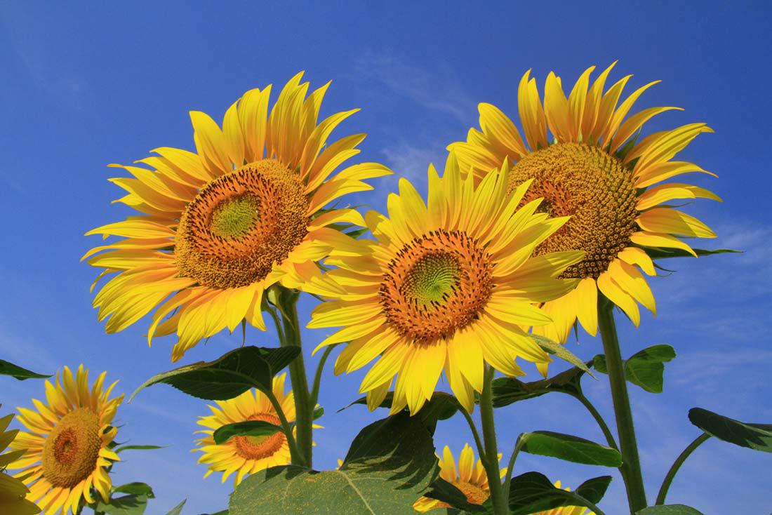 どうしても好きなあの人に！「片思いの気持ちを伝える花言葉」を持つ花を贈ろう！ - 花だより