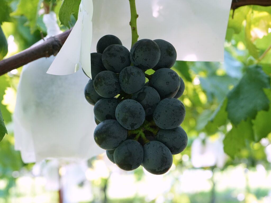 皆様こんにちは！！ 潤平くんから 新着情報が来たのでお知らせ致しますね！ 小田嶋ぶどう園では 新品種も積極的に育てています！！ これは 「黒いベール｣といってまだ市場にはほとんど出回っていない黒系のぶどうです。 今年が初成りなので まだ実は小さいですが 皮ごと