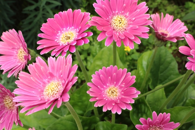 紫色のガーベラ10本とキラキラかすみ草の花束-ROSESHOP 青いバラ、レインボーローズの専門店