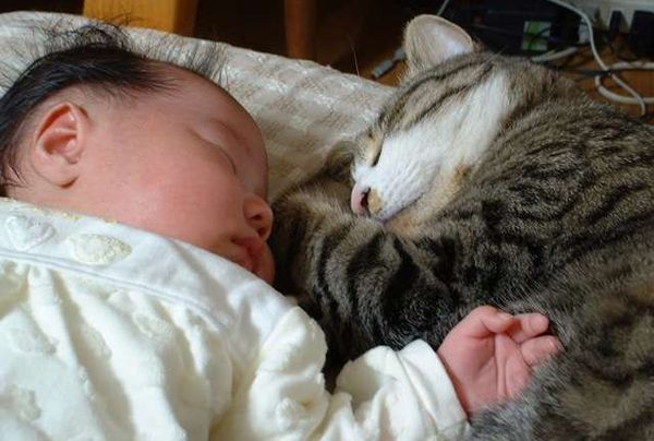 猫と赤ちゃん、ときどきオット ４ 猫と赤ちゃん、ご対面～ブログ「Happy end のその後・☆」番外編ネコアイランド猫 専門のショッピングモール＆情報サイト