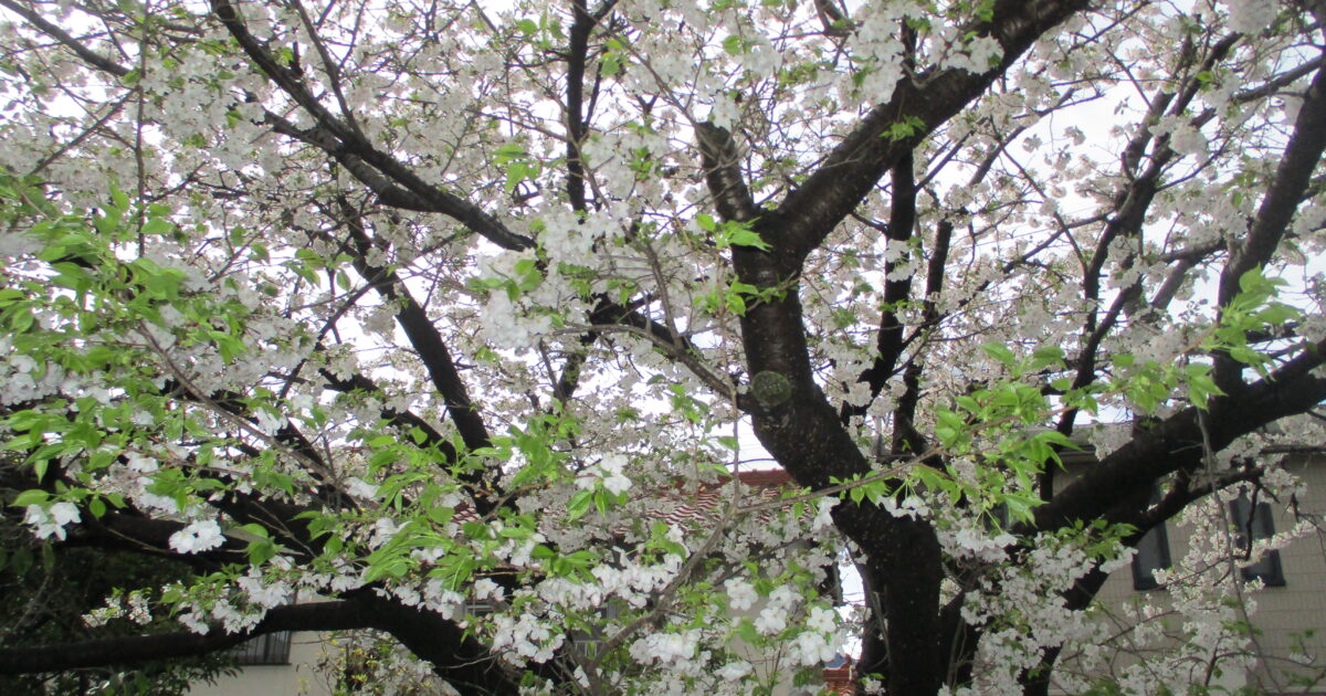 関西随一の咲き誇る壮大な桜 背割堤 お花見ラン38k 19k サトウ練習会e-moshicom イー・モシコム