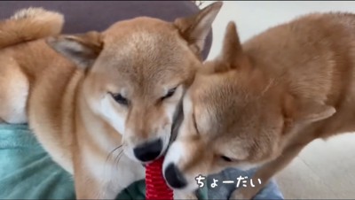 柴犬 豆柴 福ちゃん富くんの飼い主・ママパパの心得「愛犬たちを常に観察！」ワンクォール