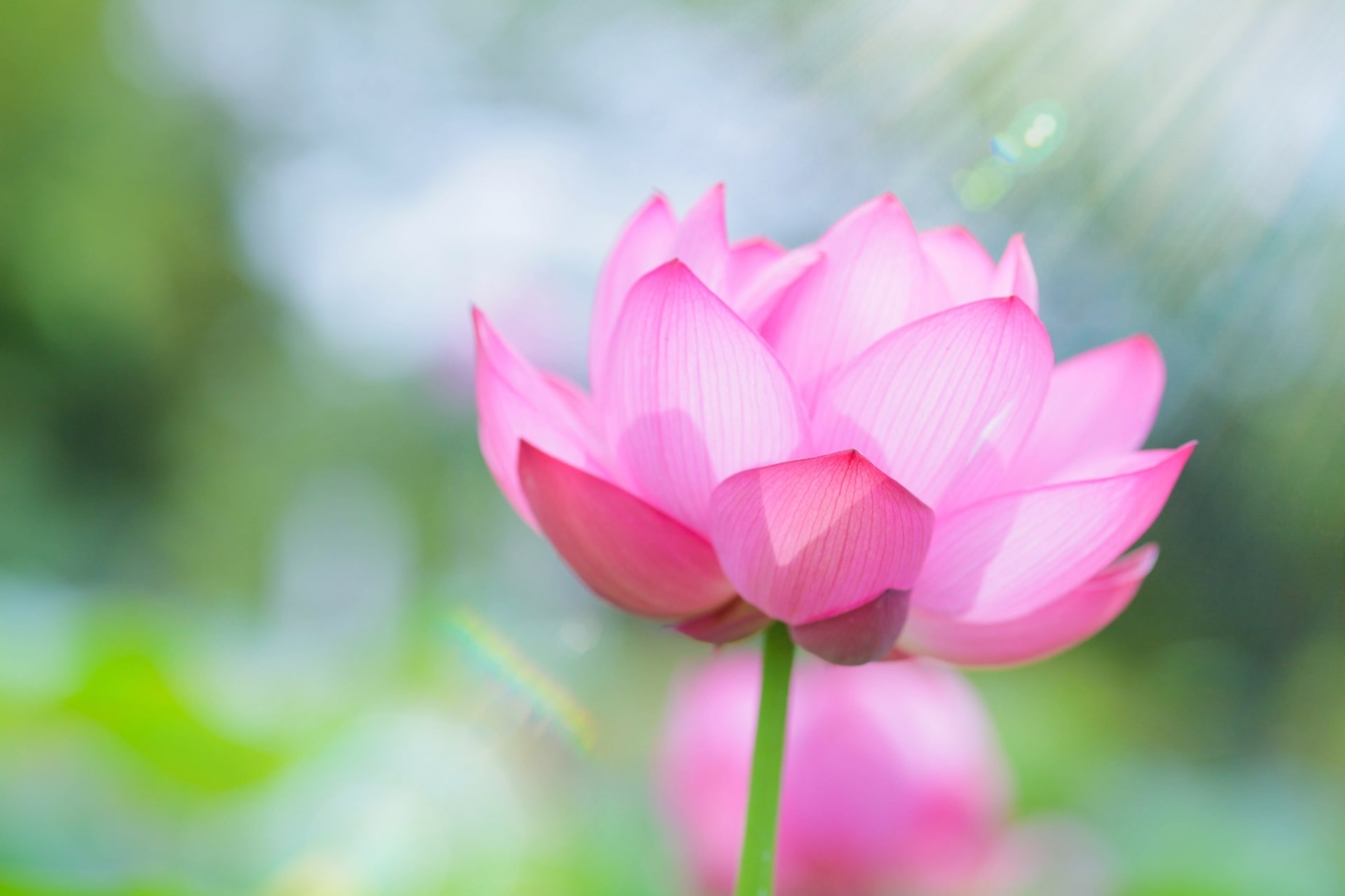 片思いに関連する花と花言葉23選花言葉・誕生花HanaPrime ハナプライム