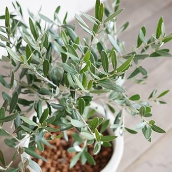 Amazonオシャレで人気！良樹形 オリーブの木 6号 ロング陶器鉢 オリーブの木 観葉植物 新築祝い 結婚祝い 開店祝い 誕生日プレゼント観葉植物オンライン通販