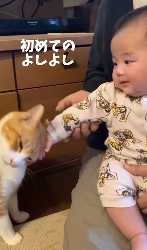 猫が「人間の子供」に優しい3つの理由ねこちゃんホンポ