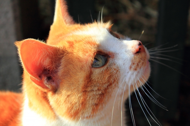 男が好きな女性に言葉で愛情表現できないワケ - YouTube