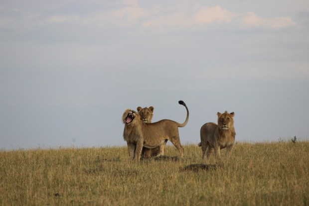ケニア・キクユ族の親族制度と子どものネーミング・ルール ケニア・キクユ族の親族制度と子