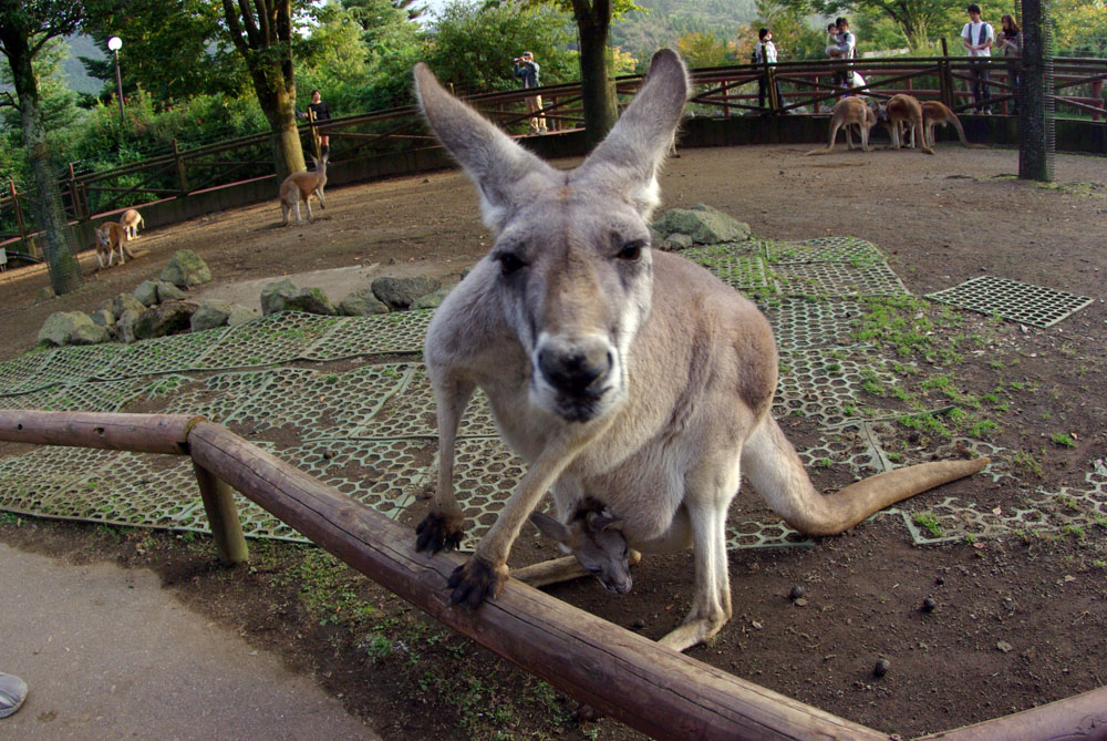 須坂市動物園日記 - アカカンガルー「おとひめ」の袋の中の赤ちゃんが元気に成長しています♪
