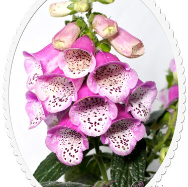 月別・日別 6月の誕生花一覧誕生日や祝いのギフトにあう花言葉全国ガーデン情報サイト「お庭の窓口」