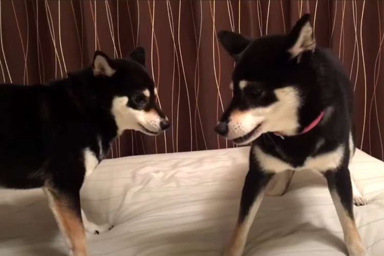 滋賀支部展の画像 姫柴な毎日 中元様のブログから拝借しました。 ハンドラーは愛知支部の牧野様です。柴犬柴仔犬 鈴鹿の邑苑 柴犬との暮らし 三重県鈴鹿市日本犬保存会展覧会 ドックショー 豆柴しばいぬ柴犬ドットコム 柴犬ブリーダーブリーダー直販