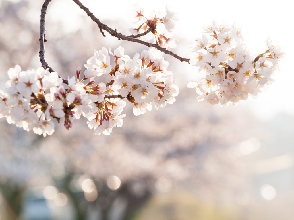 桜とリボンの卒業：イラスト無料