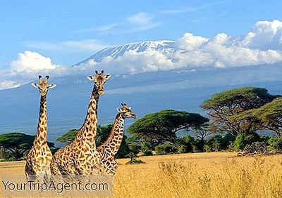 ケニアのマーサイマーラ-2008年8月20日：ケニアのマーサイマーラに住む正体不明のマサイ族の女性の肖像画。の写真素材・画像素材 Image159625127