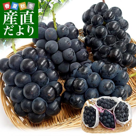 黒ぶどう酸味と甘味の程よいバランス！美味しい黒ブドウの通販おすすめランキングベストオイシ