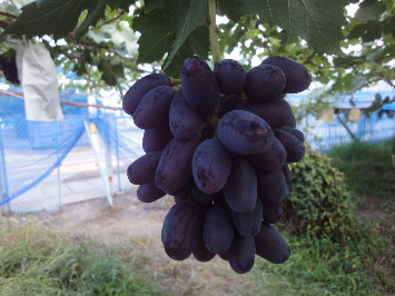 品種登録迅速化総合電子化システム