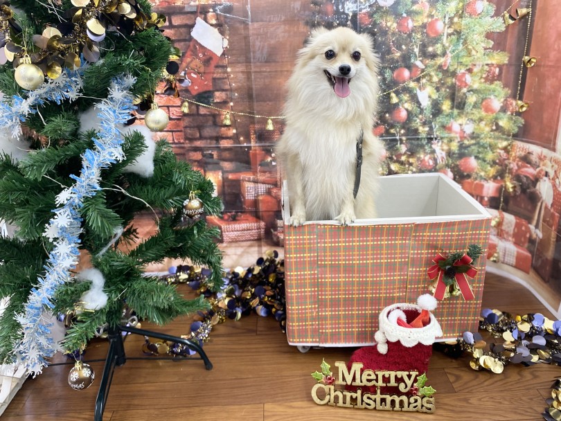 ワンちゃん撮影会