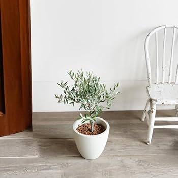 Amazonオシャレで人気！ オリーブの木 5号 ロング陶器鉢観葉植物 新築祝い 結婚祝い 開店祝い 誕生日プレゼント オリーブの木鉢植え観葉植物 オンライン通販